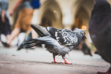 Krakow pigeon at old market - 171155187