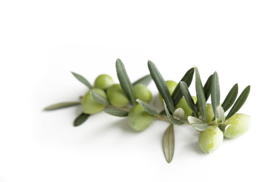 Ramo di ulivo e olive verdi