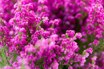 Plant erica gracilis.