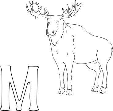 Vector hand drawn illustration capital letter M on alphabet card. Black and white realistic moose isolated. Kids ABC, school education. Coloring page for children.