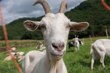 Ziegen