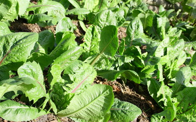 chicorée,salade verte,future endive au potager
