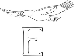 Vector hand drawn illustration capital letter E on alphabet card. Black and white realistic eagle isolated. Kids ABC, school education. Coloring page for children.