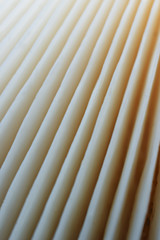 Close up abstract background of white mushroom. Selective focus. Vertical image.