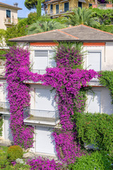 Fototapeta na wymiar Beautiful daylight view to purple flowers on a house. Santa Margherita Ligure, Italy