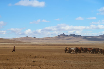 horses mongolia