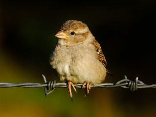 new zealand bird