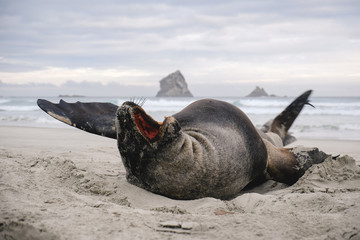 see lion © martinez