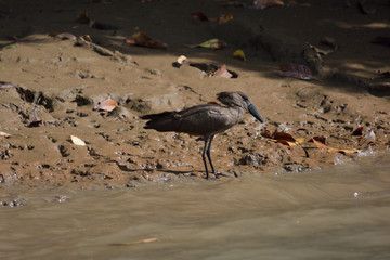 shoe beak at the riverside of river gambia