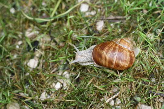Lumaca