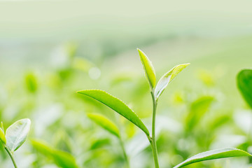 Leaves tea with blurry background.