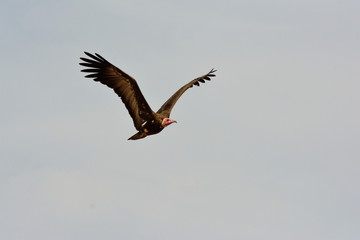 vulture in the sky over the gambia