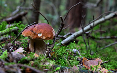 Mushrooms in the forest