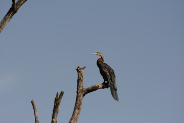 Snakebird at gambia river in Africa