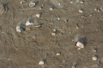 shells at the beach of Mauritania