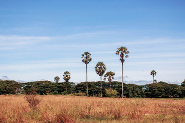 Fototapeta na wymiar Palm trees with blue sky.