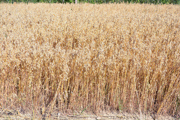 Fototapeta premium Ripe summer end golden oat field