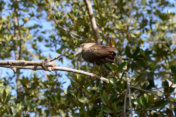 shoe beak at river gambia