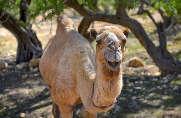 happy, smiling camel, hiding from the sun in the shade under the trees