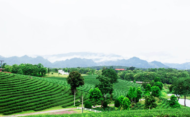 Fototapeta na wymiar Tea plantation of nature.