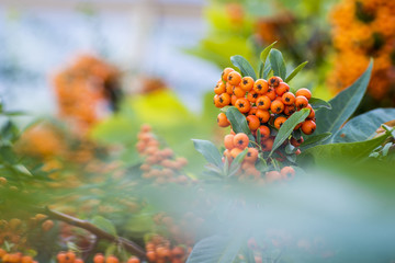 Beautiful orange plant pyracantha coccinea