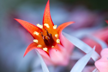 Orange Red Echeveri Flower Bloom