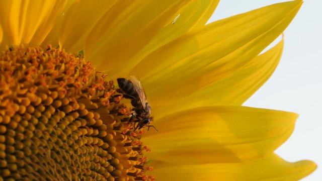 Shallow DOF Helianthus plant and bee resting footage - Close-up of beautiful sunflower video 