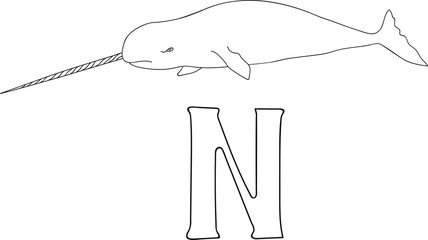 Vector hand drawn illustration capital letter N on alphabet card. Black and white realistic narwhal isolated. Kids ABC, school education. Coloring page for children. © indaflesh