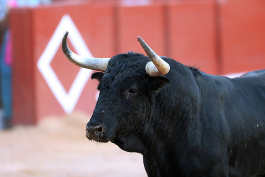 Toros bravos
