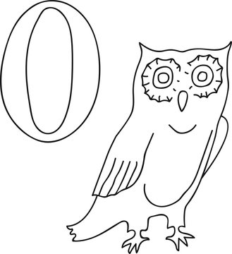 Vector hand drawn illustration capital letter O on alphabet card. Black and white realistic owl isolated. Kids ABC, school education. Coloring page for children.