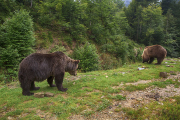 Obraz na płótnie Canvas Two big wild brown bears at a green forest