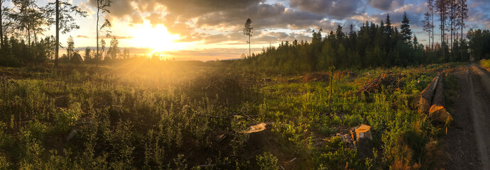 Panorama of a coniferous forest in warm late evening light with setting sun