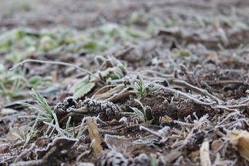 Hoarfrost on the ground