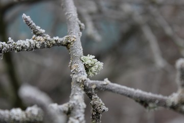 Hoarfrost on a tree branch