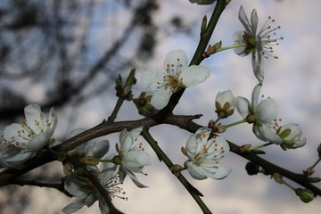 Flowering apricots