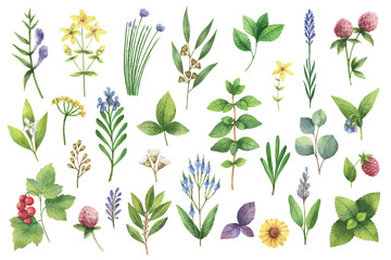 Hand drawn vector watercolor set of herbs and spices. © ElenaMedvedeva
