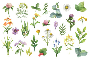 Fototapety  Hand drawn vector watercolor set of herbs and spices.