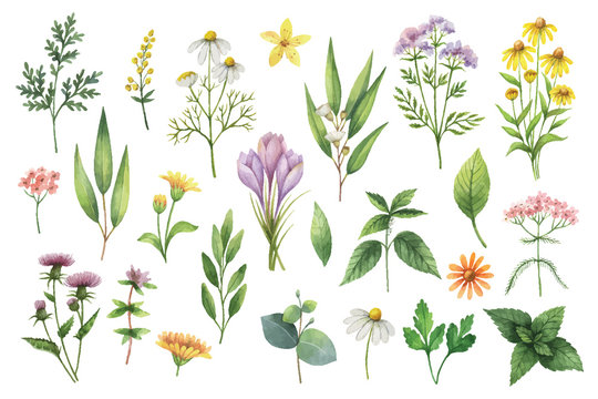 Hand drawn vector watercolor set of herbs and spices.