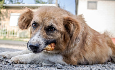 A beautiful stray dog ​​on the street eating bread