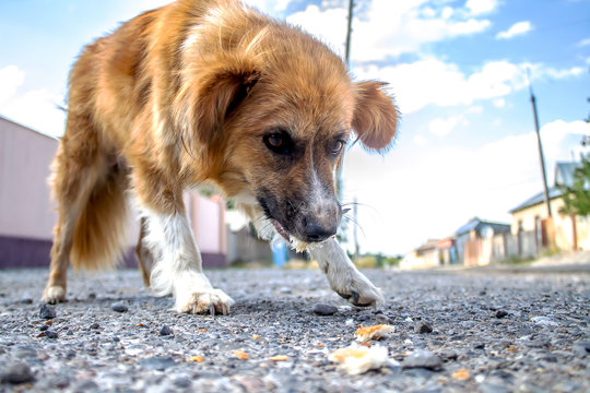 A beautiful stray dog ​​on the street eating bread