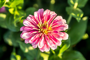 Red flowers on a green background in nature