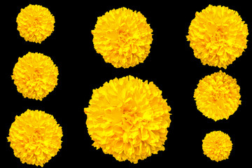 Marigolds flower on black background.