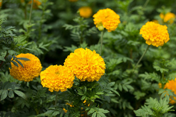 Marigolds flower on tree