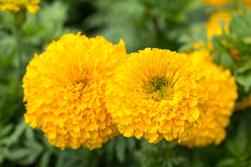 Marigolds flower on tree