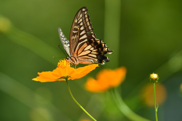 Fototapeta na wymiar swallowtail butterfly