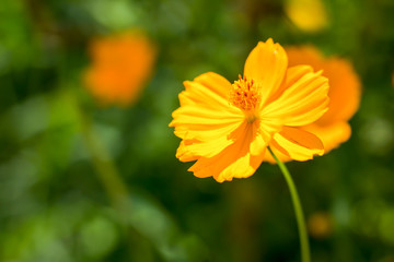 cosmos flowers