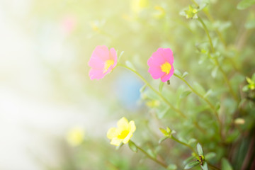 Blurred and soft focus  Common Purslane, Verdolaga, Pigweed, Little Hogweed or Pusley flower