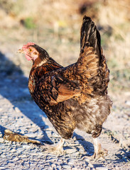 Chicken on the dung heap