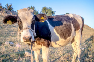 A calf in the nature