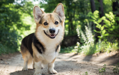 Dog breed Welsh corgi pembroke for a walk in the beautiful forest.